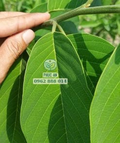 Bộ lá cây giống na sầu riêng to dày, xanh tốt sạch bệnh tại Cây Giống Phúc An