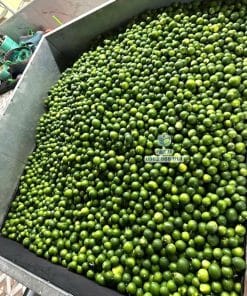 Nông dân thu hoạch lô trái chanh không hạt to tròn đạt chuẩn Cây Giống Phúc An