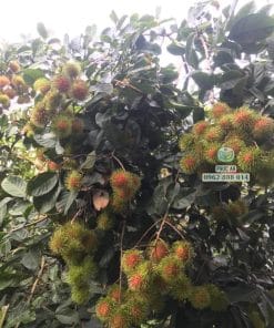 Chùm trái chôm chôm Thái chín đỏ trên cây đầu dòng thực tế