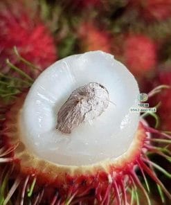 Đặc điểm trái chôm chôm Thái chuẩn giống tại Cây Giống Phúc An