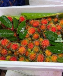 Sản lượng trái chôm chôm Thái chất lượng cao năng suất tốt