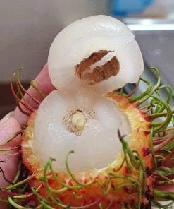 Trái chôm chôm Tiến Cường bóc vỏ lộ phần thịt dày, giòn, ngọt và đặc biệt tróc hạt
