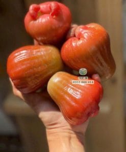 Niềm vui thu hoạch trái mận hồng ST ngon năng suất cao cùng Phúc An