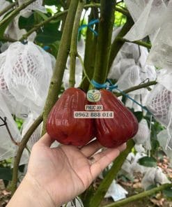Trái ngọt từ cây giống mận hồng ST tại Cây Giống Phúc An