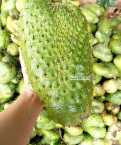 Niềm vui thu hoạch trái mãng cầu xiêm Thái ngon năng suất cao cùng Phúc An