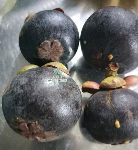 Trái măng cụt Thái siêu ngọt cung cấp bởi Cây Giống Phúc An