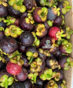 Những trái măng cụt Thái tươi ngon vừa hái tại vườn Cây Giống Phúc An