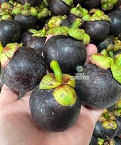 Măng cụt Thái chín cây tự nhiên ngọt lịm nhà vườn Phúc An