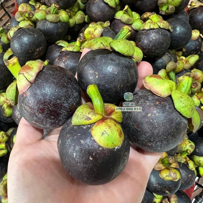 Măng cụt Thái chín cây tự nhiên ngọt lịm nhà vườn Phúc An
