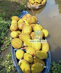 Thu hoạch lô trái mít ruột đỏ Indo già đạt độ chín ngon nhất Cây Giống Phúc An
