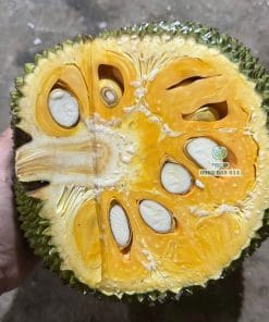 Thu hoạch quả mít Thái chín cây thơm ngon tại vườn giống Phúc An
