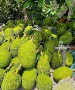 Thu hoạch lô quả mít Thái già đạt độ chín ngon nhất Cây Giống Phúc An