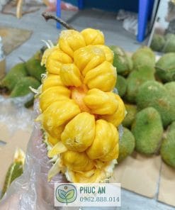 Múi mít tố nữ dính chùm đặc trưng ráo mật từ Cây Giống Phúc An