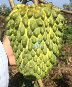 Thành quả na sầu riêng nặng ký nhờ chọn mua cây giống chuẩn tại vườn Phúc An