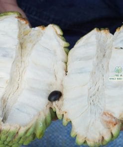 Bổ đôi quả na sầu riêng thơm ngon sớ thịt trắng muốt tại Phúc An