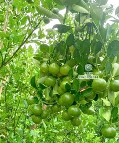 Cây giống tắc bánh xe cho trái tốt chất lượng cao được nhà vườn Phúc An tuyển chọn