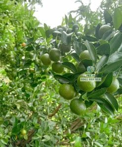 Cây giống tắc bánh xe chuẩn, chất lượng cao cho trái mọng nước đạt sản lượng lớn tại Phúc An