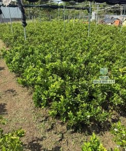 Cây giống tắc bánh xe khỏe khoắn thích nghi khí hậu tốt tại Phúc An