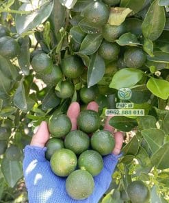 Niềm vui thu hoạch những chùm trái tắc bánh xe ngon năng suất cao cùng Phúc An