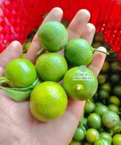 Trái mọng từ cây giống tắc bánh xe thuần chủng tại Cây Giống Phúc An