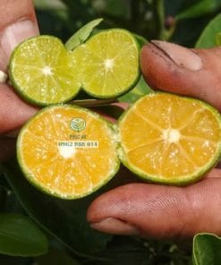 Cắt thử trái tắc không hạt mọng nước vừa thu hoạch tại vườn Phúc An