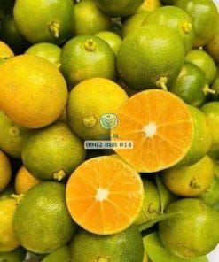 Thu hoạch lô trái tắc không hạt già đạt độ chín vàng cam ngon nhất Cây Giống Phúc An