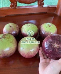 Thu hoạch lô trái vú sữa mica già đạt độ chín ngon nhất Cây Giống Phúc An