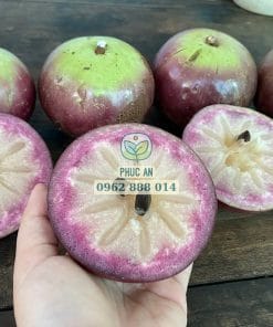 Cắt thử trái vú sữa mica ngọt lịm ăn cả vỏ vừa thu hoạch tại vườn Phúc An