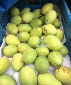 Thu hoạch trái xoài cát chu già chín cây tại vườn Cây Giống Phúc An