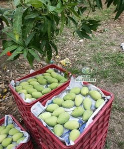 Nông dân thu hoạch trái xoài cát chu to tròn đạt chuẩn tại Cây Giống Phúc An