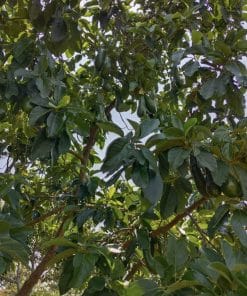 Bơ 034 trưởng thành đang cho trái