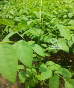 Lá cây giống chùm ruột xanh tốt không sâu bệnh tại Phúc An