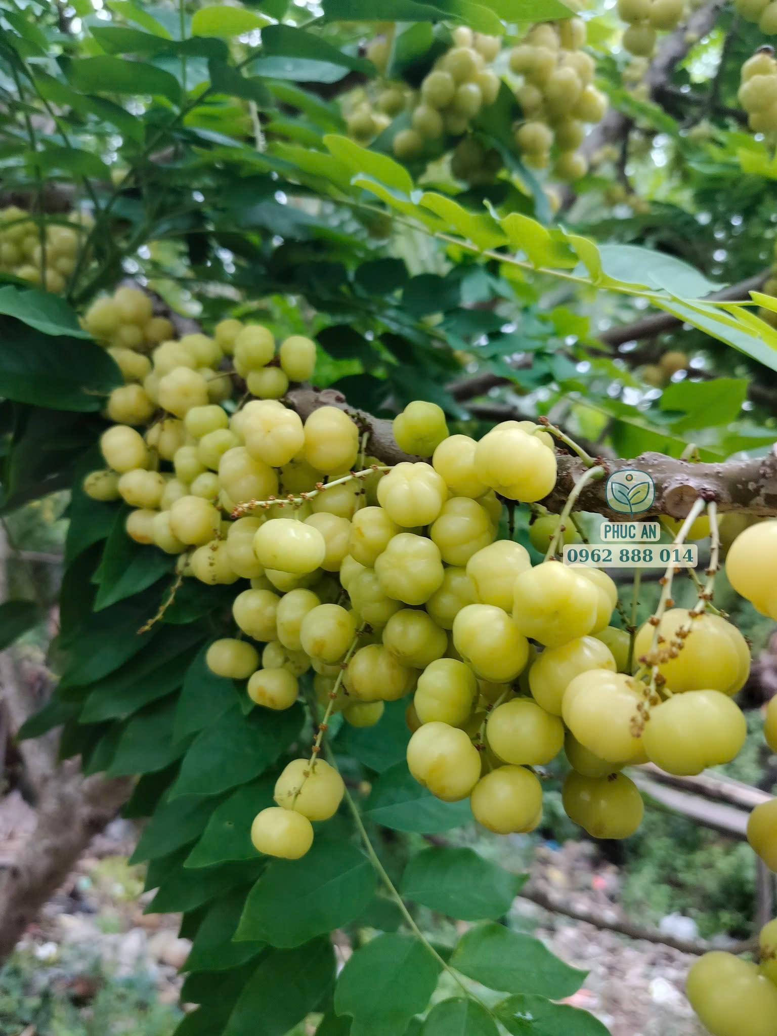 Chùm quả chùm ruột chín vàng sai trái tại Cây Giống Phúc An