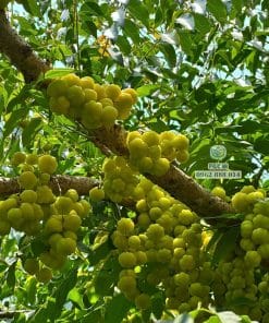 Cây giống chùm ruột nhanh cho trái năng suất cao tại Phúc An