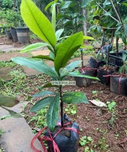Cây giống Đào Hồng Nhung khỏe thích nghi tốt với khí hậu - Phúc An