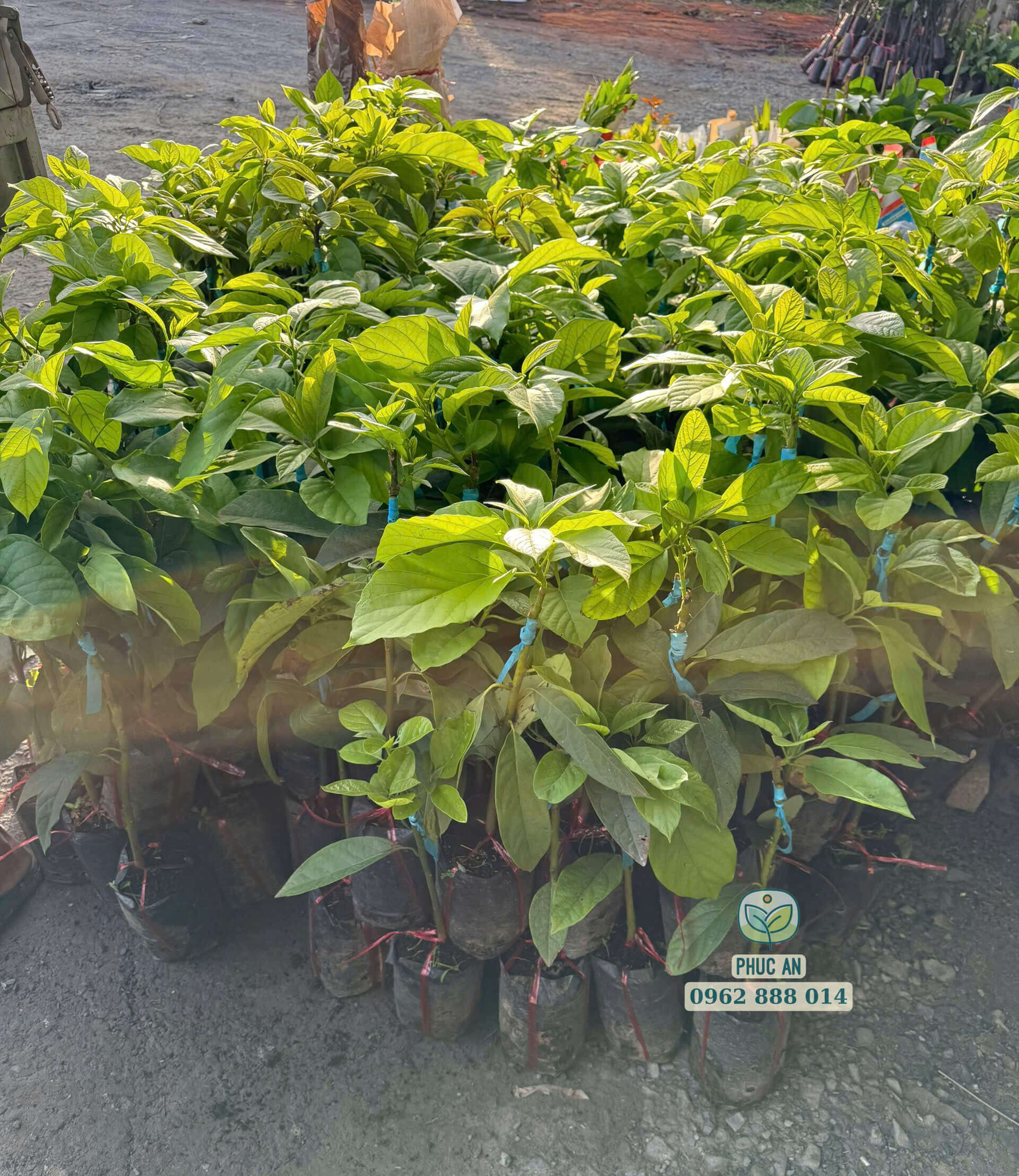 Lô cây giống bơ 034 số lượng lớn cung cấp cho khách tại Phúc An