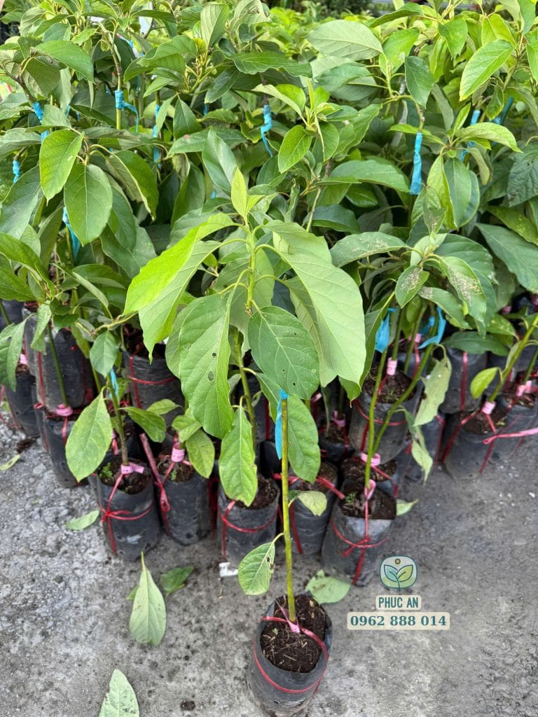 Gốc cây giống bơ 034 rễ khỏe mạnh chuẩn giống