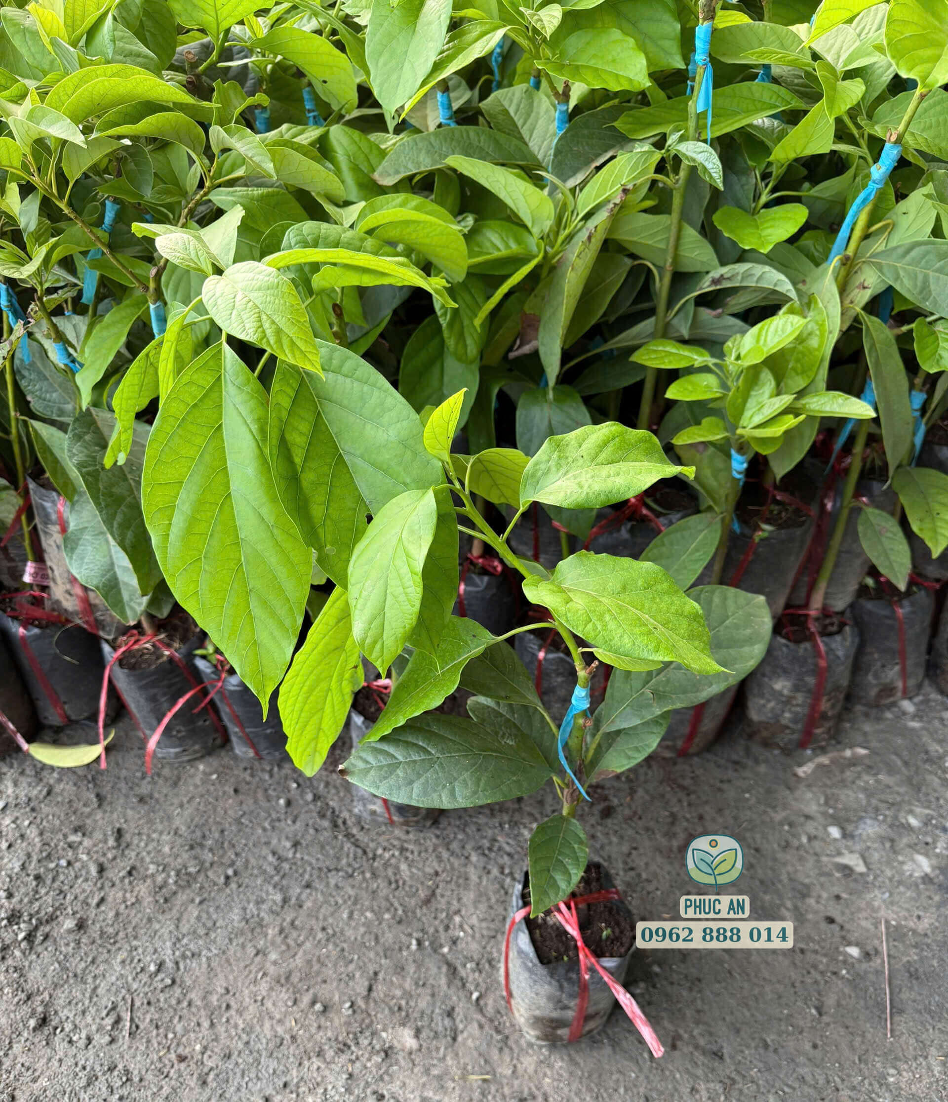 Cây giống bơ 034 đang ra cơi đọt xanh mướt tại vườn ươm Phúc An