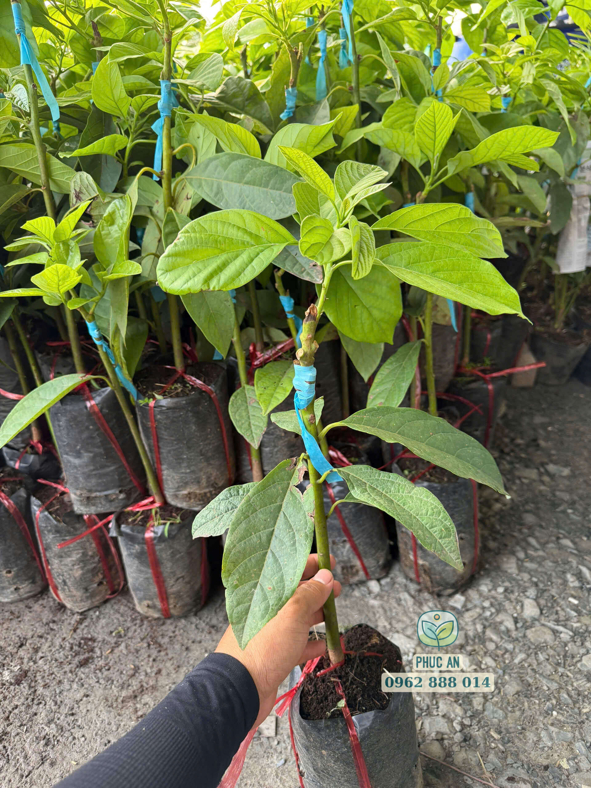 Kiểm tra chất lượng cây giống bơ 034 trước khi giao khách tại Phúc An