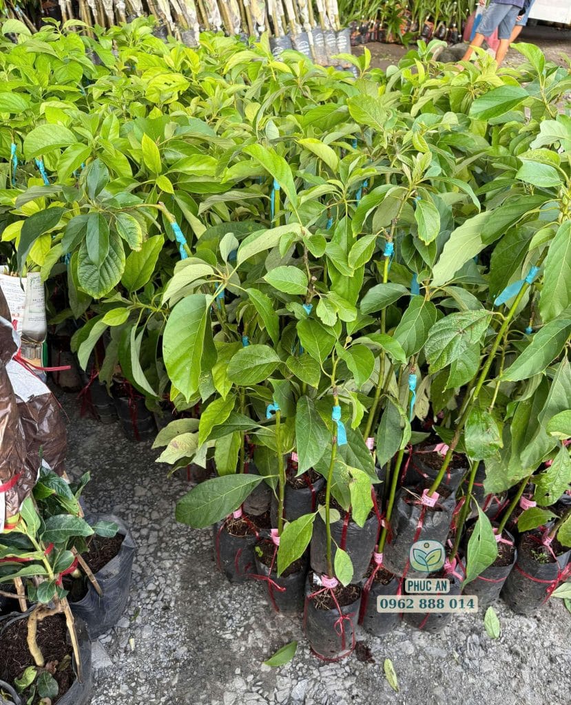 Cây giống bơ 034 cứng cáp đã xả nắng sẵn sàng giao khách tại Phúc An