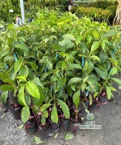 Cây giống bơ 034 ghép khỏe chuẩn bị giao khách