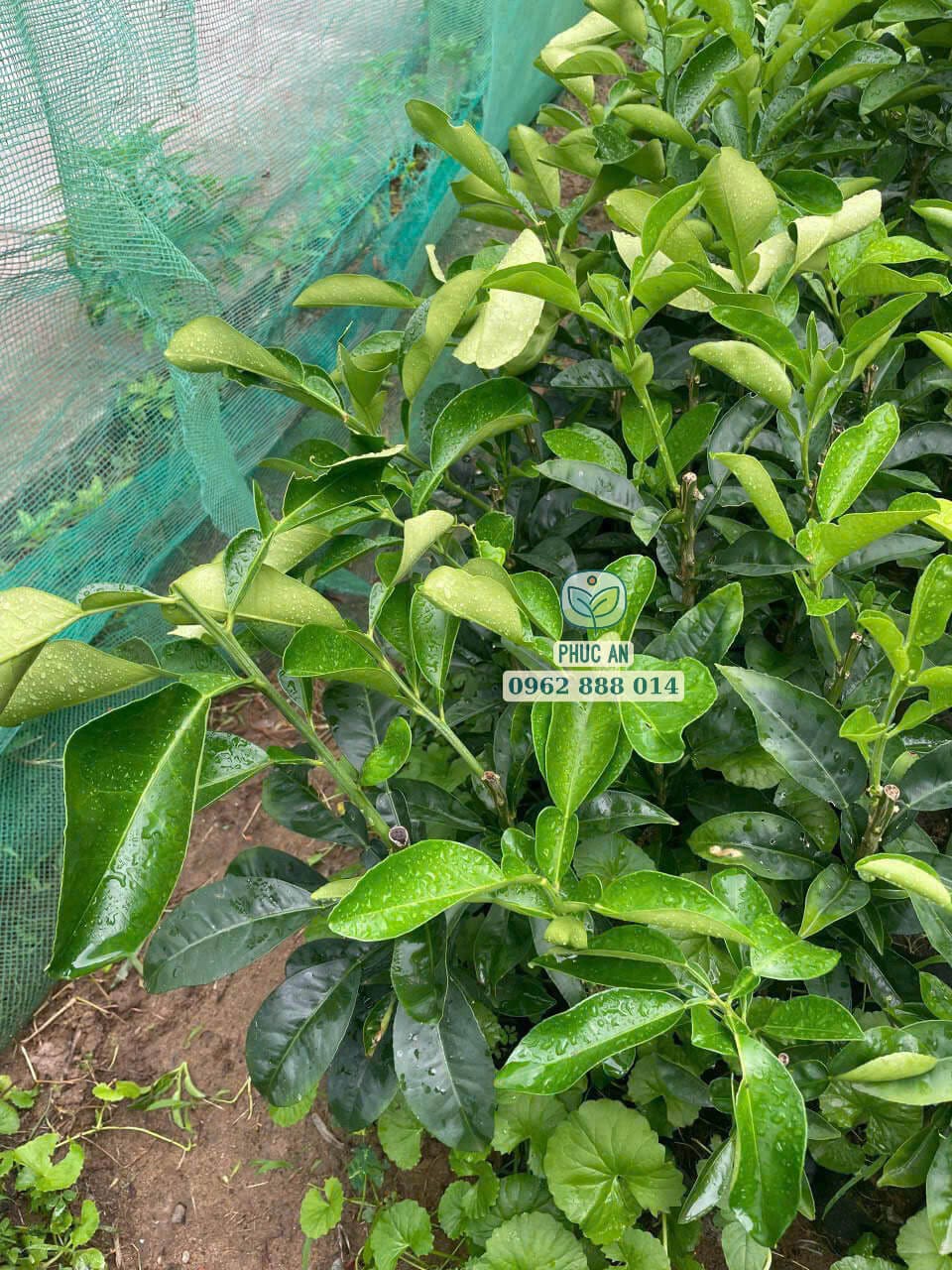 Đặc điểm lá bưởi Ruby thuần chủng xanh đậm dáng lá to tròn