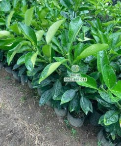 Cận cảnh mắt ghép bưởi Ruby chắc chắn đang ra cơi đọt mới