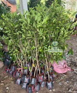 Cận cảnh nhánh chiết cà na Thái khỏe mạnh chuẩn giống giao cho khách
