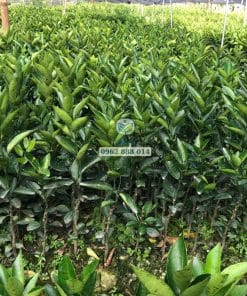 Vườn cây cam sành ghép