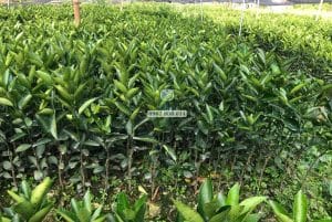 Vườn cây cam sành ghép