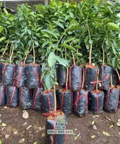 Cây giống chanh tàu chùm thế hệ mới cây khỏe rễ mạnh tại Phúc An