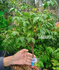 Cây con khế chua rễ khỏe bám đất tốt tại Cây Giống Phúc An