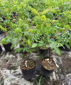 Bầu cây giống khế chua sinh trưởng mạnh mẽ tại Phúc An