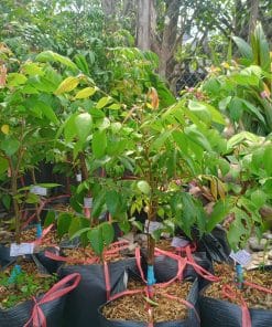 Cây giống khế ngọt lá xanh tốt phát triển đều tại vườn Phúc An